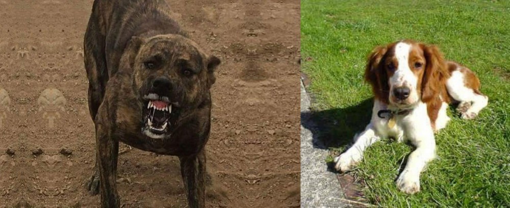 Welsh Springer Spaniel vs Dogo Sardesco - Breed Comparison