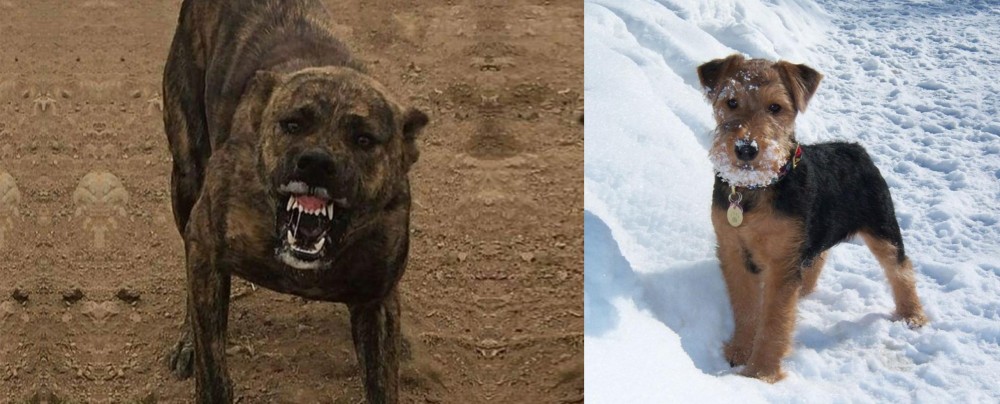 Welsh Terrier vs Dogo Sardesco - Breed Comparison