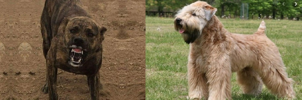 Wheaten Terrier vs Dogo Sardesco - Breed Comparison