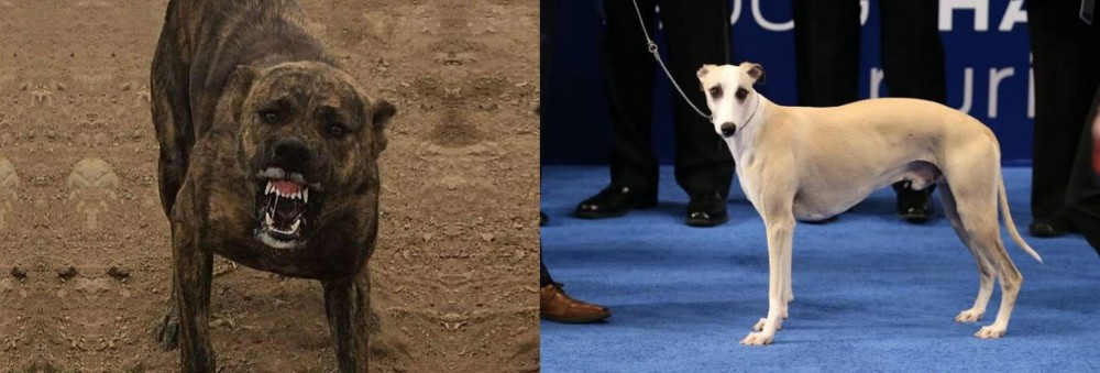 Whippet vs Dogo Sardesco - Breed Comparison