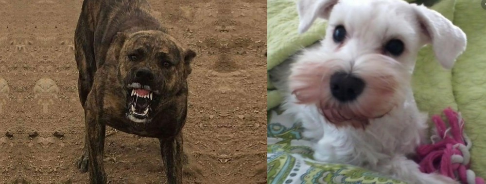 White Schnauzer vs Dogo Sardesco - Breed Comparison