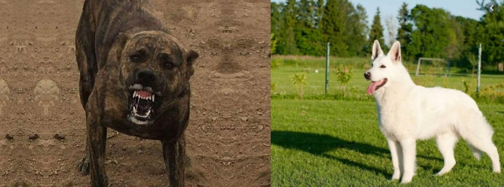 White Shepherd vs Dogo Sardesco - Breed Comparison