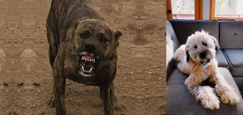 Whoodles vs Dogo Sardesco - Breed Comparison