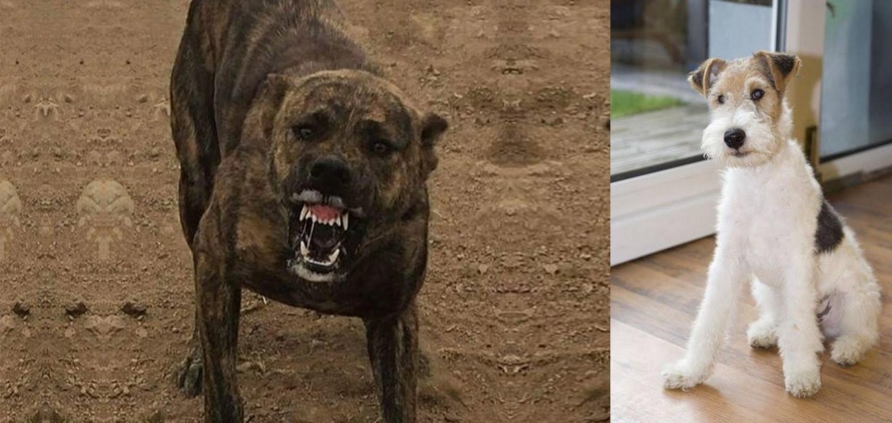 Wire Fox Terrier vs Dogo Sardesco - Breed Comparison