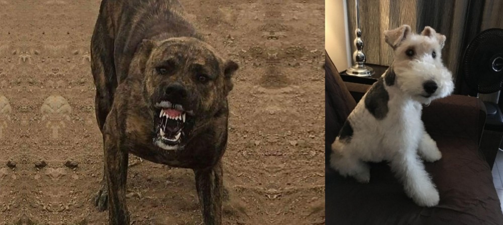 Wire Haired Fox Terrier vs Dogo Sardesco - Breed Comparison