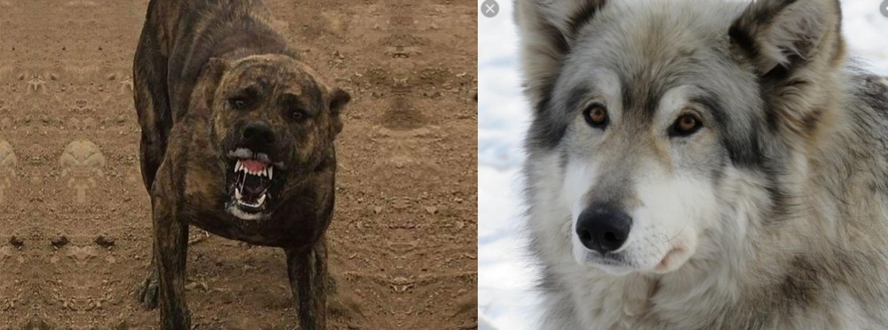 Wolfdog vs Dogo Sardesco - Breed Comparison