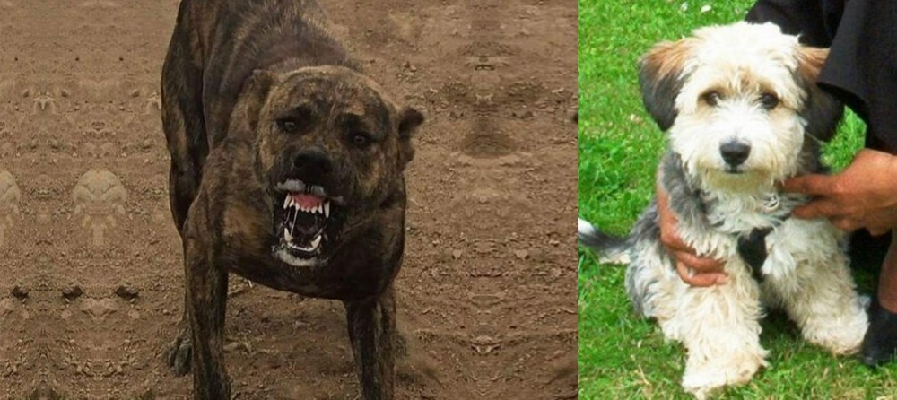 Yo-Chon vs Dogo Sardesco - Breed Comparison