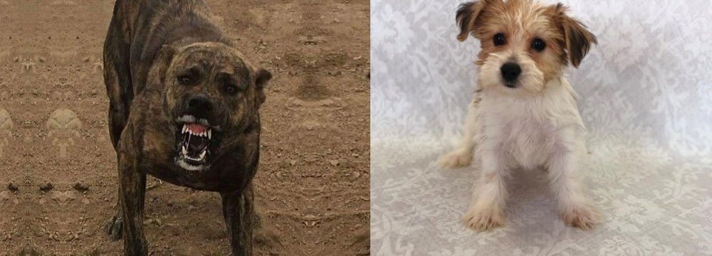 Yochon vs Dogo Sardesco - Breed Comparison