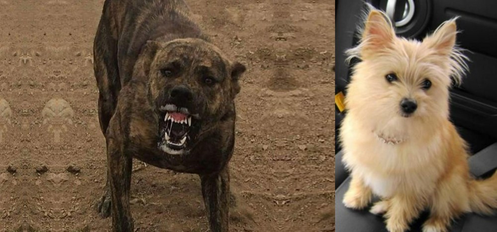 Yoranian vs Dogo Sardesco - Breed Comparison