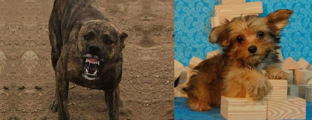 Yorkillon vs Dogo Sardesco - Breed Comparison