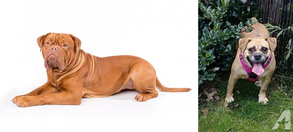 Beabull vs Dogue De Bordeaux - Breed Comparison