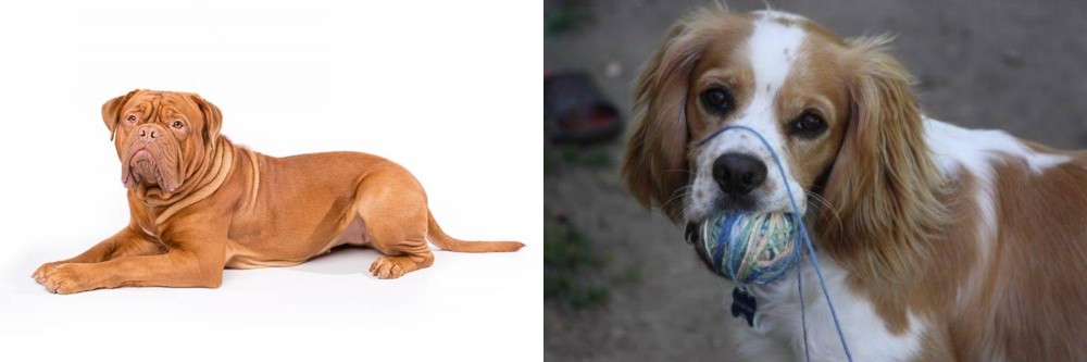 Cockalier vs Dogue De Bordeaux - Breed Comparison