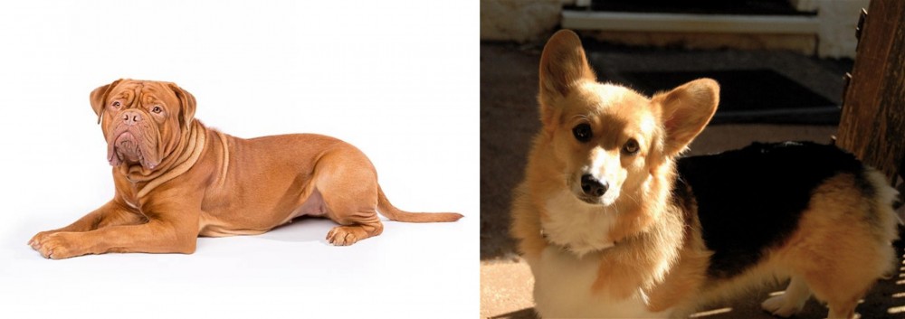 Dorgi vs Dogue De Bordeaux - Breed Comparison