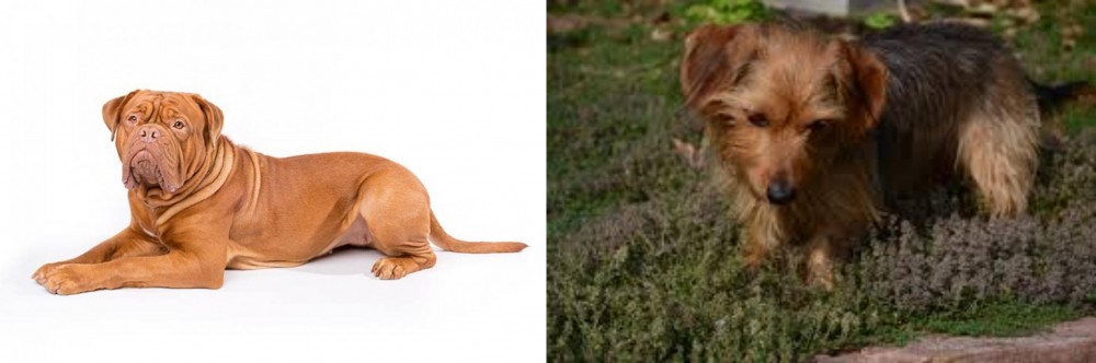 Dorkie vs Dogue De Bordeaux - Breed Comparison