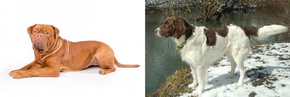Drentse Patrijshond vs Dogue De Bordeaux - Breed Comparison
