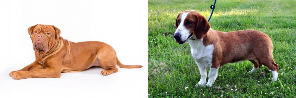 Drever vs Dogue De Bordeaux - Breed Comparison