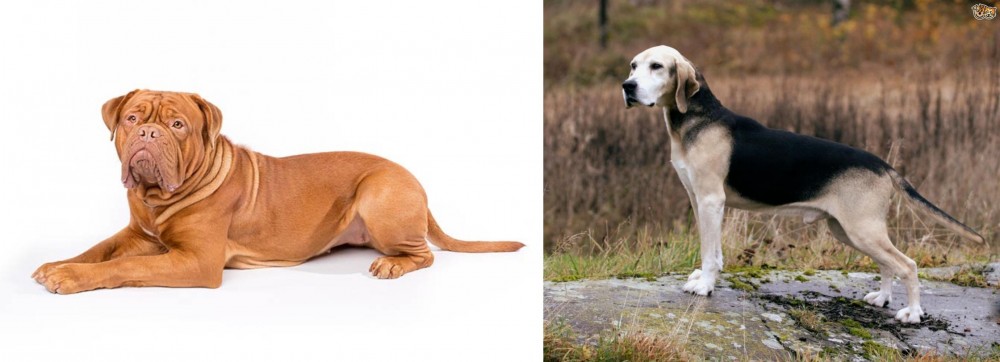 Dunker vs Dogue De Bordeaux - Breed Comparison