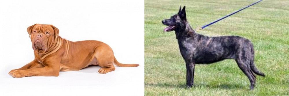 Dutch Shepherd vs Dogue De Bordeaux - Breed Comparison