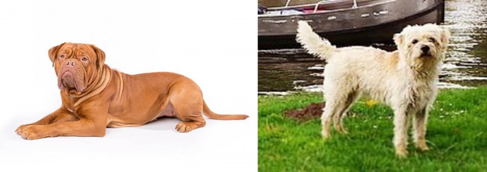 Dutch Smoushond vs Dogue De Bordeaux - Breed Comparison