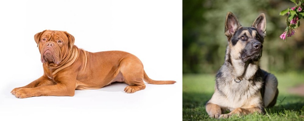 East European Shepherd vs Dogue De Bordeaux - Breed Comparison