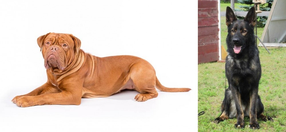 East German Shepherd vs Dogue De Bordeaux - Breed Comparison