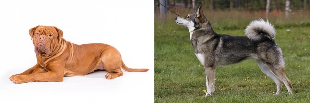 East Siberian Laika vs Dogue De Bordeaux - Breed Comparison