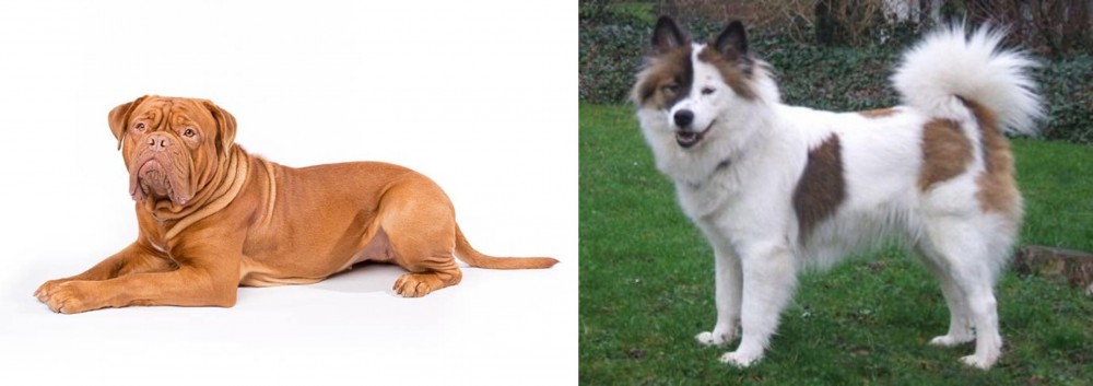 Elo vs Dogue De Bordeaux - Breed Comparison