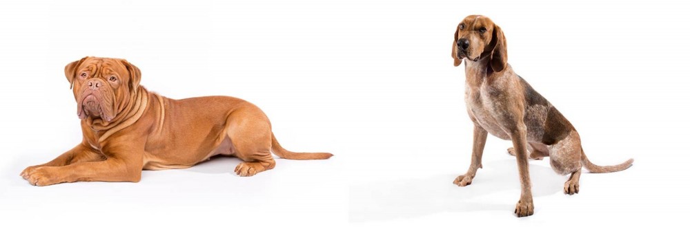 English Coonhound vs Dogue De Bordeaux - Breed Comparison