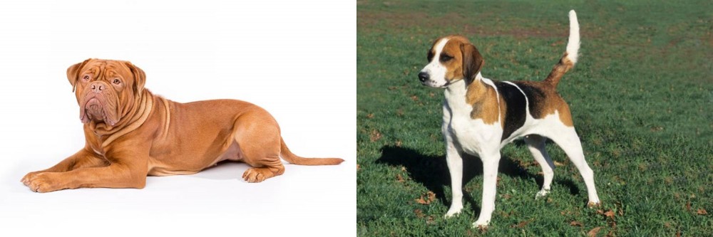English Foxhound vs Dogue De Bordeaux - Breed Comparison