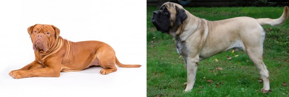English Mastiff vs Dogue De Bordeaux - Breed Comparison