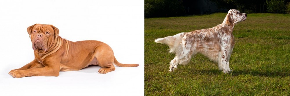 English Setter vs Dogue De Bordeaux - Breed Comparison