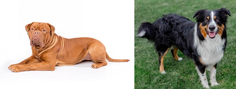 English Shepherd vs Dogue De Bordeaux - Breed Comparison