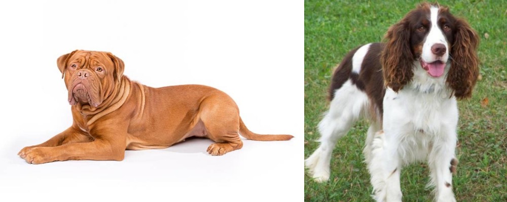 English Springer Spaniel vs Dogue De Bordeaux - Breed Comparison