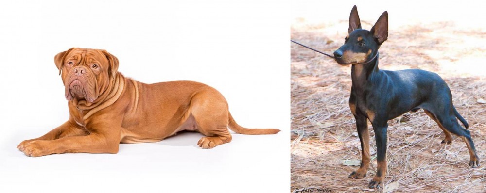 English Toy Terrier (Black & Tan) vs Dogue De Bordeaux - Breed Comparison