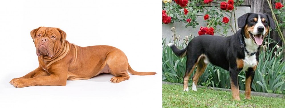 Entlebucher Mountain Dog vs Dogue De Bordeaux - Breed Comparison
