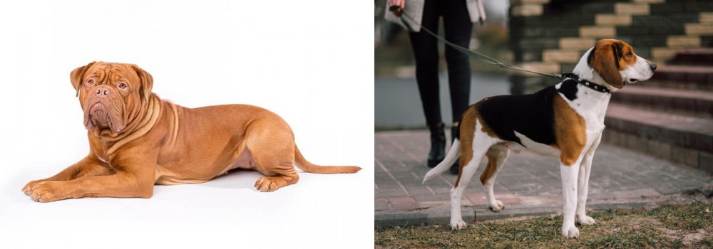 Estonian Hound vs Dogue De Bordeaux - Breed Comparison