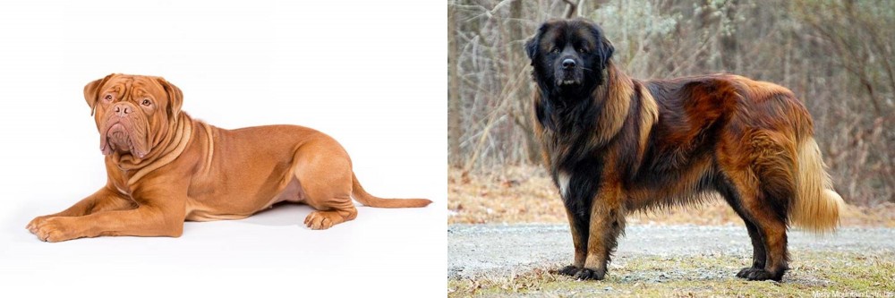 Estrela Mountain Dog vs Dogue De Bordeaux - Breed Comparison