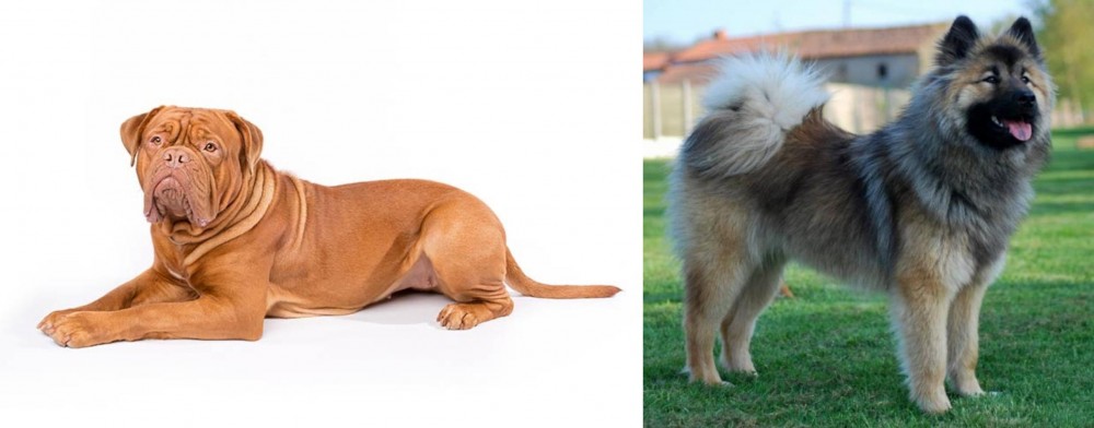Eurasier vs Dogue De Bordeaux - Breed Comparison
