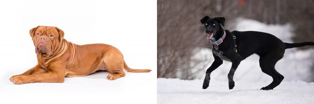 Eurohound vs Dogue De Bordeaux - Breed Comparison