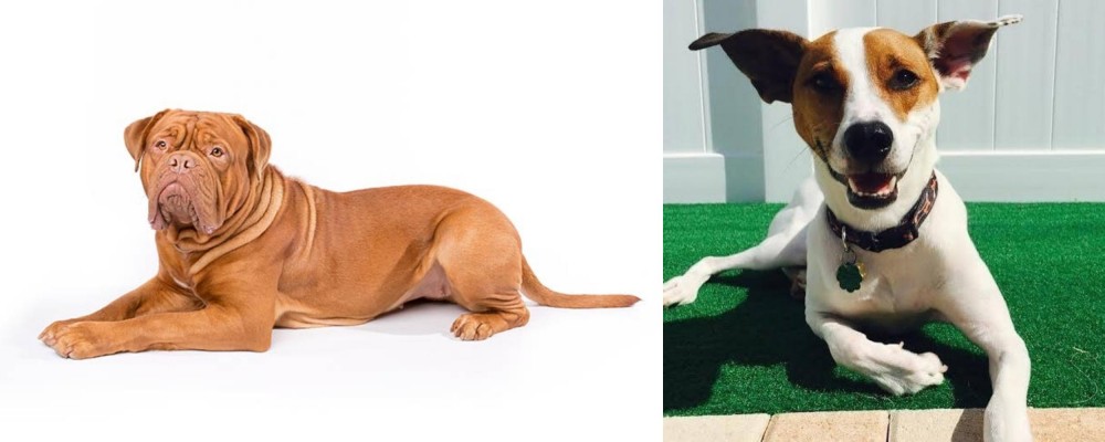 Feist vs Dogue De Bordeaux - Breed Comparison