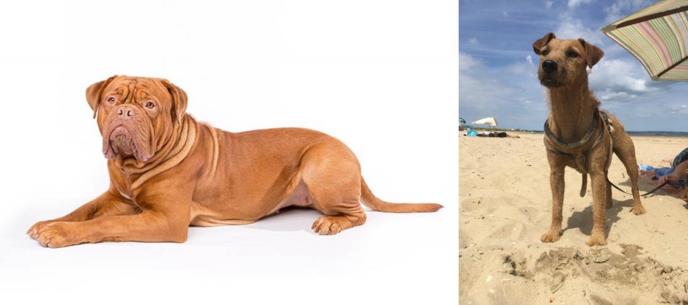 Fell Terrier vs Dogue De Bordeaux - Breed Comparison
