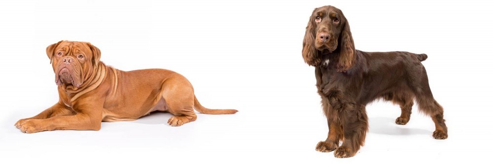Field Spaniel vs Dogue De Bordeaux - Breed Comparison