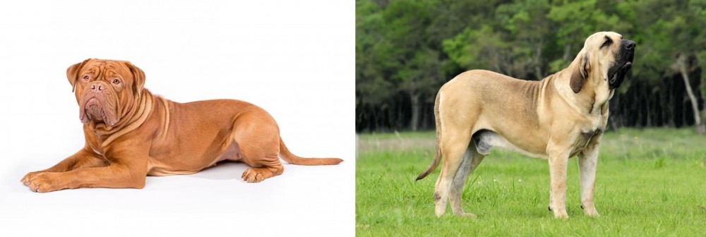Fila Brasileiro vs Dogue De Bordeaux - Breed Comparison