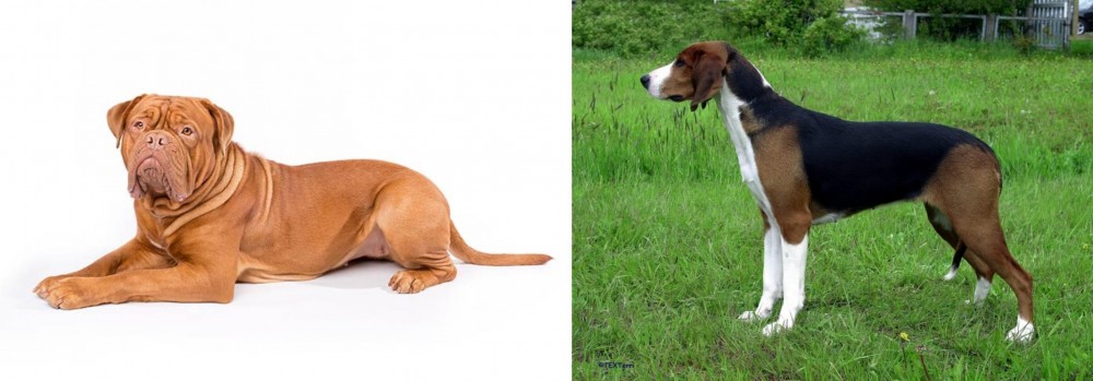 Finnish Hound vs Dogue De Bordeaux - Breed Comparison