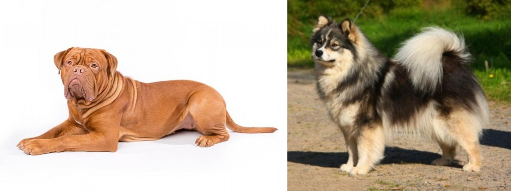 Finnish Lapphund vs Dogue De Bordeaux - Breed Comparison