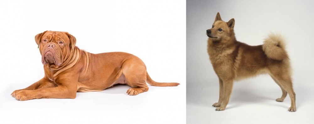 Finnish Spitz vs Dogue De Bordeaux - Breed Comparison