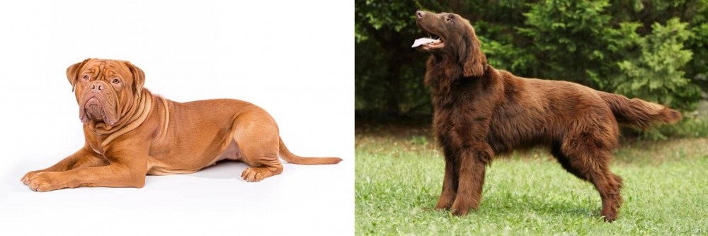 Flat-Coated Retriever vs Dogue De Bordeaux - Breed Comparison