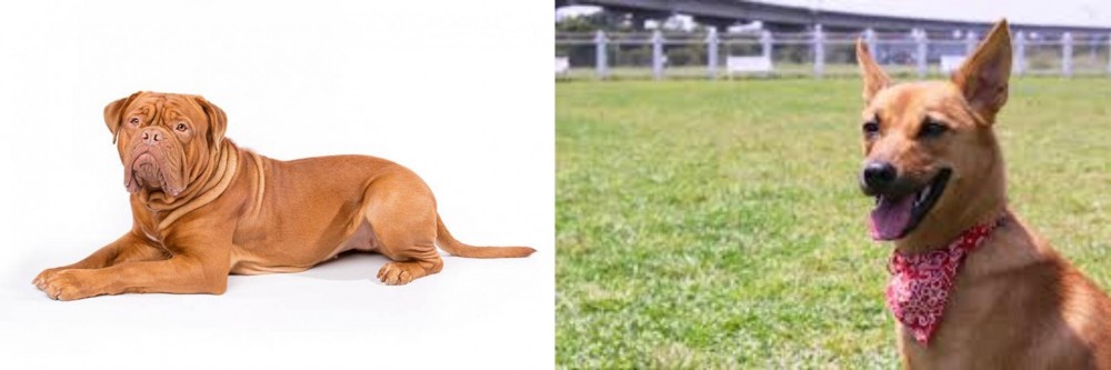 Formosan Mountain Dog vs Dogue De Bordeaux - Breed Comparison
