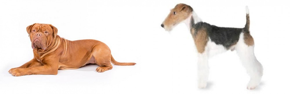 Fox Terrier vs Dogue De Bordeaux - Breed Comparison