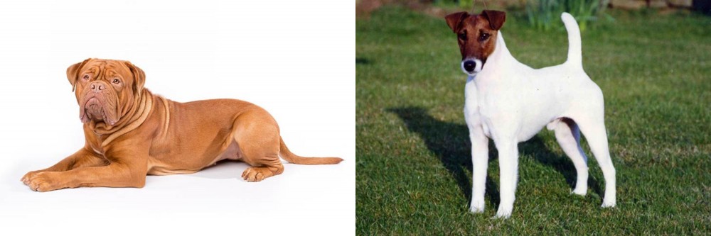 Fox Terrier (Smooth) vs Dogue De Bordeaux - Breed Comparison